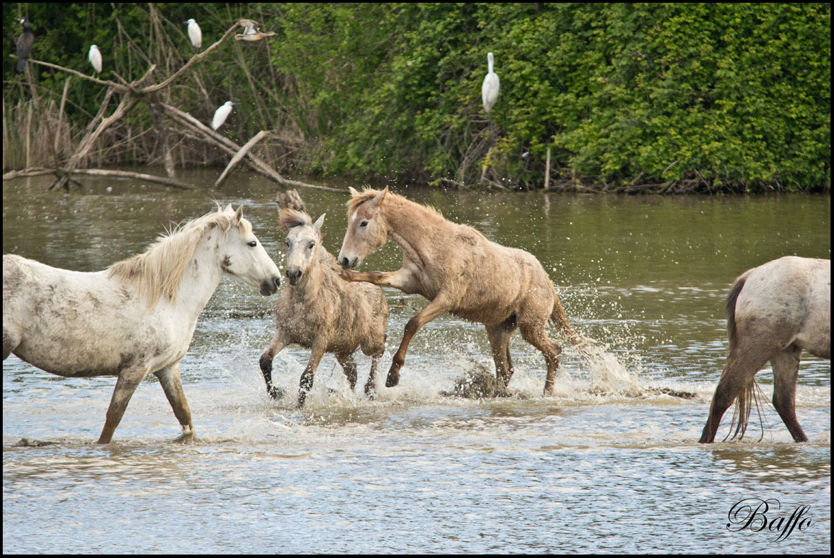 Puledri Camargue al gioco